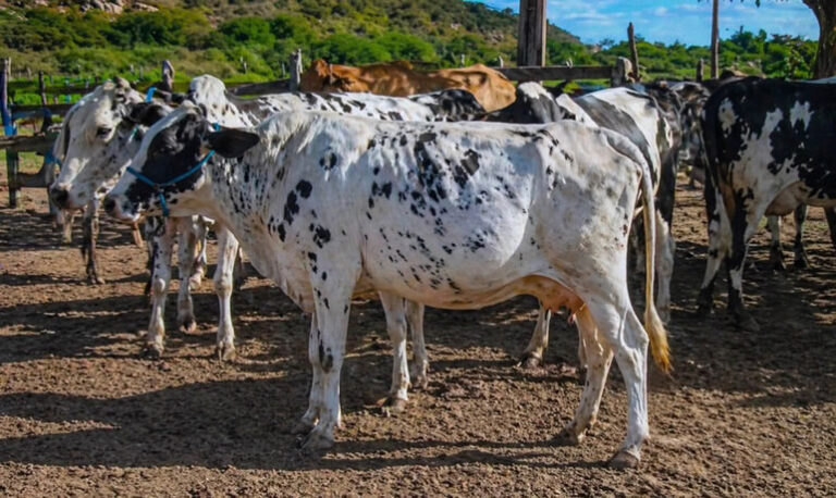 criadores de vacas