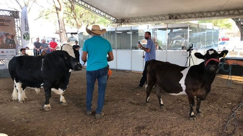 expo feira agro boi gado